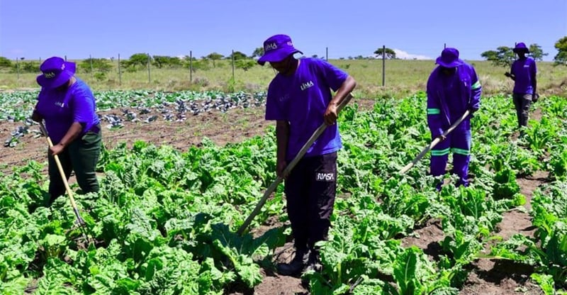 EDF Power Solutions and Lima Fund Community Agriculture to Support 747 Vulnerable Households