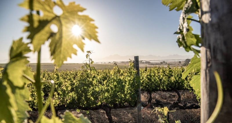 Groot Phesantekraal Highlights People First Culture Through Leadership Of Joan Adonis