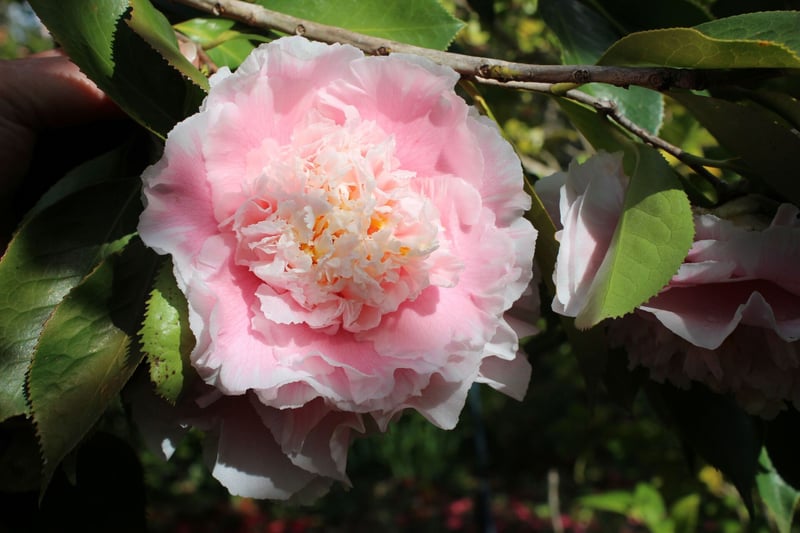 Vergelegen's spectacular camellia weekend