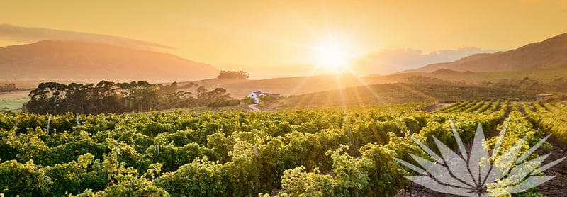 Wines Of South Africa Rebrands To Showcase Nation’s Warmth Diversity And Export Ambition