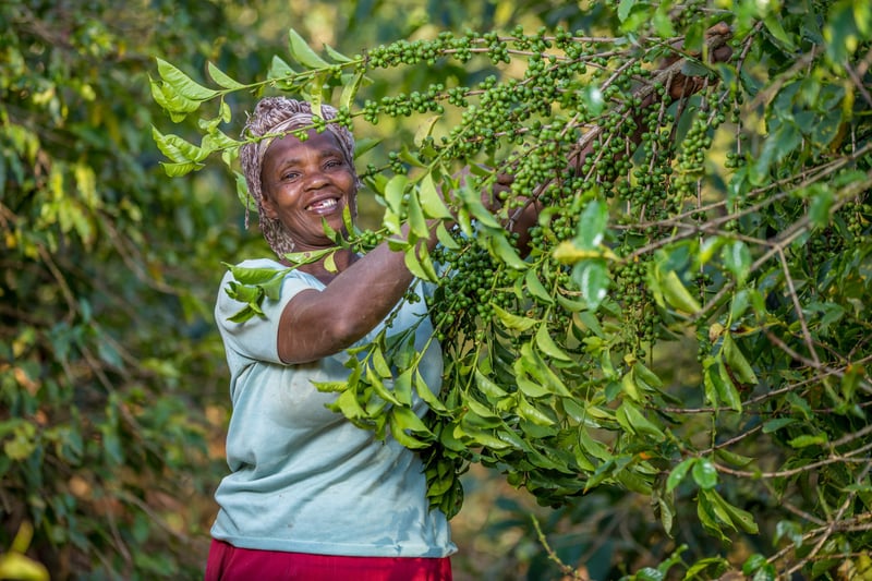 Your Morning Cup of Coffee is Worth Every Cent