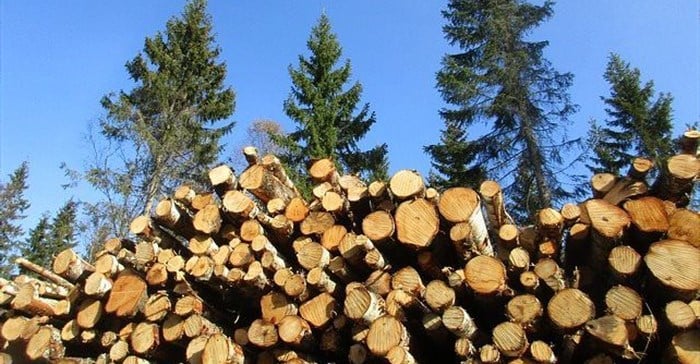 Forestry South Africa Highlights Sector’s Expanding Role In Inclusive Economic Growth
