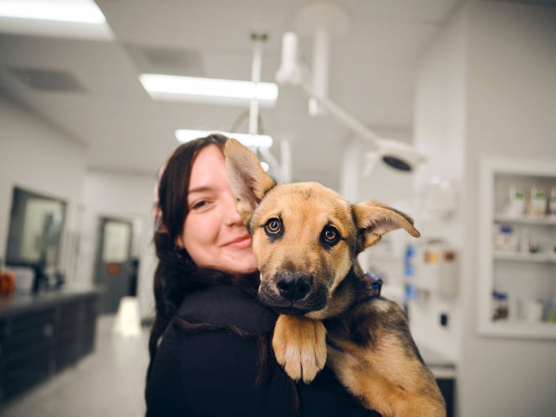 Why your dog might need more than just a scratch