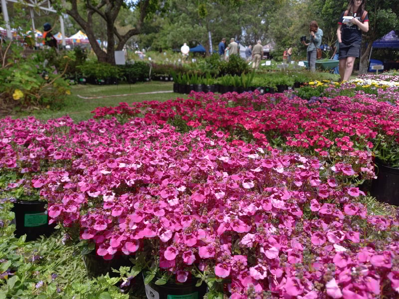 The Garden Route Indigenous Plant Fair returns for third year to raise funds for garden improvement