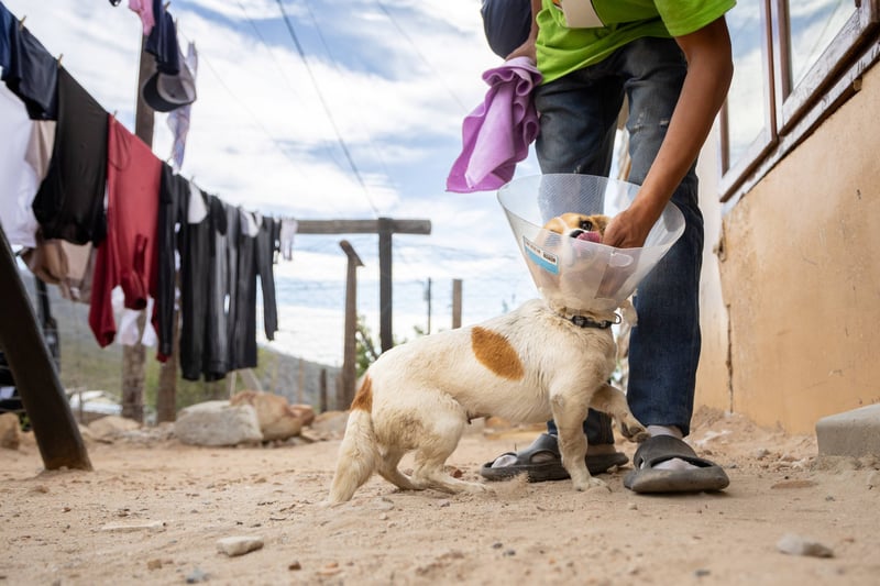 ONE Health Approach Emphasised As FOUR PAWS Links People, Animals And Planetary Health