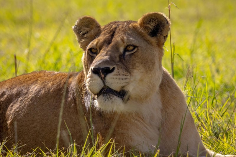 World Kidney Day Highlights the Importance of Kidney Care for Big Cats at LIONSROCK