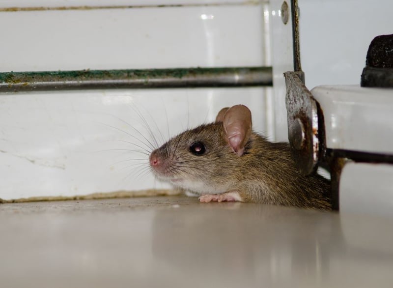 Eco Smart Pest Control Publishes Rat Prevention Guide for Property Managers of Multi-Unit Buildings in Johannesburg