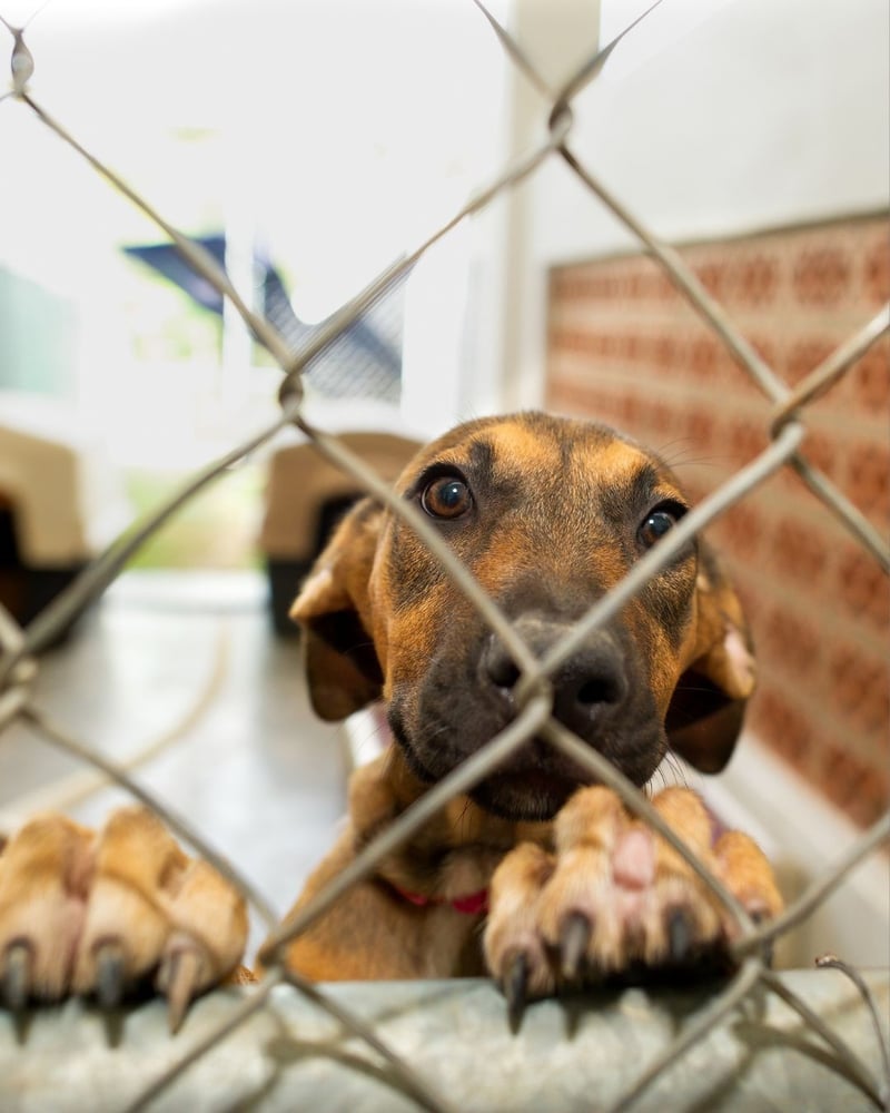 BarkingMad South Africa Launches Groundbreaking National Initiative to Establish Minimum Standards for South African Animal Shelters