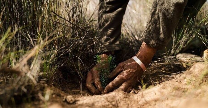 Rooibos farmers unite agriculture, conservation for biodiversity