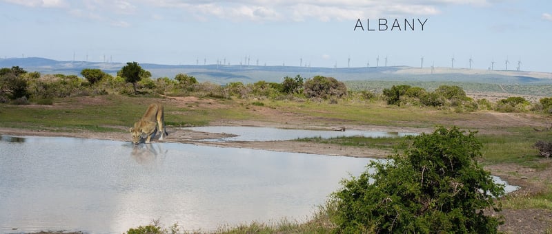 The Wind Farm Dilemma - Balancing Renewable Energy with South Africa's Natural Beauty