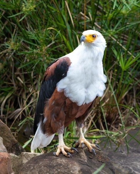 The call of the African Fish Eagle returns to Crocworld Conservation Centre