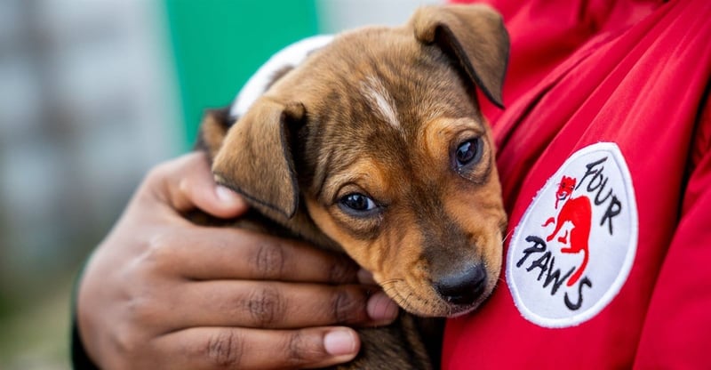 Annual State Of Animal Welfare Address Returns With Focus On Compassion And Systemic Change