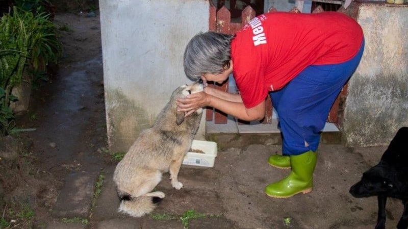 Urgent Sterilisation Drive at 4 Paws and A Tale Rescue Calls for Public Donations Now