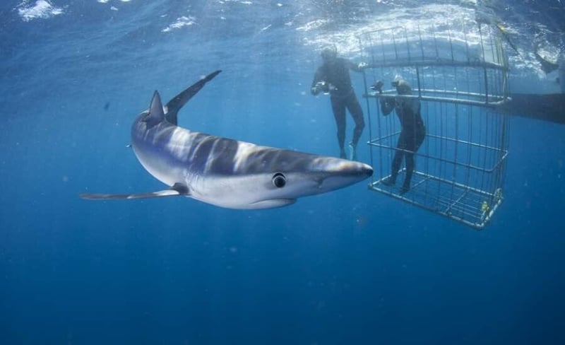 The Roll of Shark Cage Diving in Eco Tourism