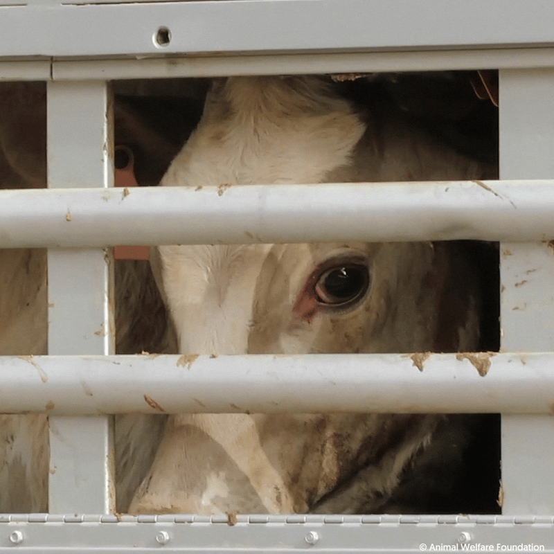 SA Vets join Stop Live Export in call to ban live animal export
