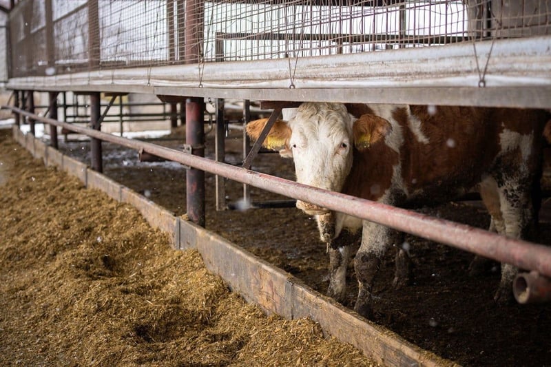 South Africa extends deadline for farms to register under VPN-59 to continue red meat exports to UAE until Dec. 31, 2026
