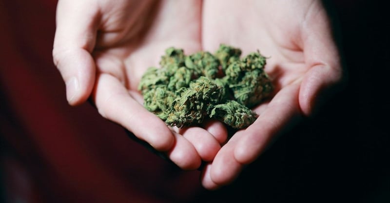 Government Releases Draft Cannabis Regulations As South Africa Edges Towards Full Legal Implementation