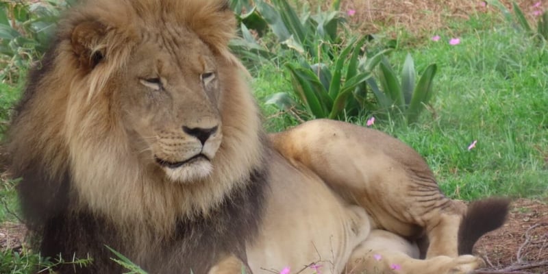 Addo Elephant National Park Strengthens Lion Population With New Males From Kgalagadi Park