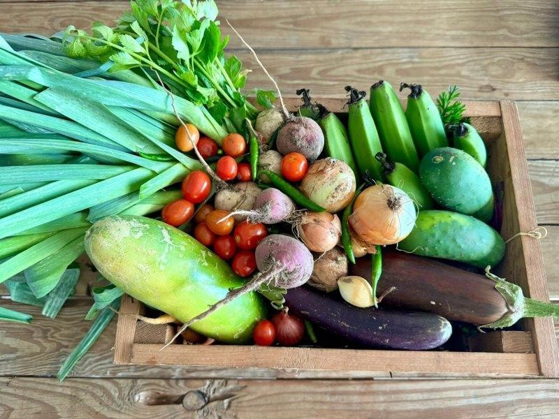 Community Garden and Micro-Farming Initiatives Cultivate Growth and Opportunity on the KZN South Coast