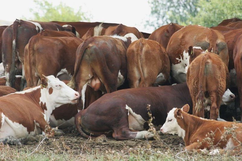 Beefmaster opens applications for two 2027 agriculture bursaries — closes 31 August 2026