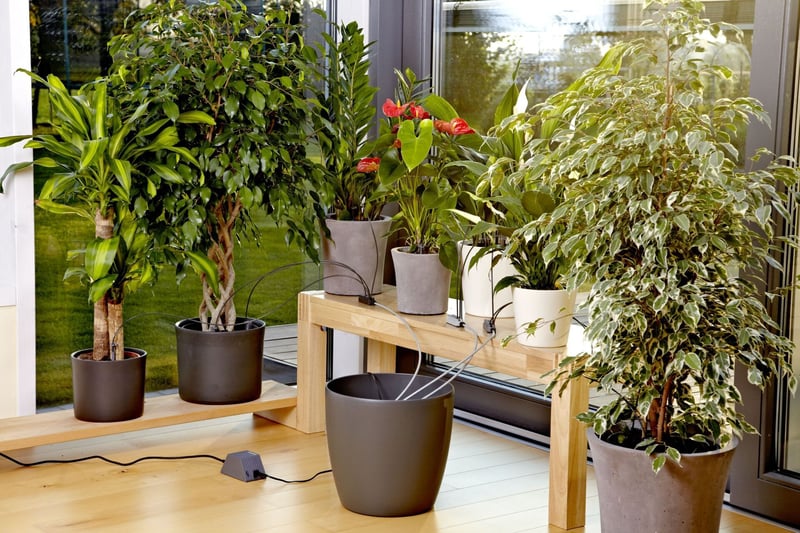 Where there’s a wilt there’s a way