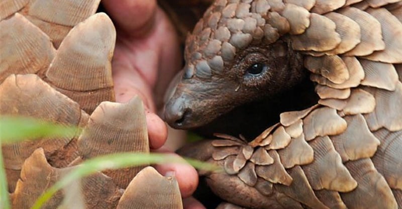 International Awards Spotlight Pangolin Documentary And Its Standout Musical Collaboration