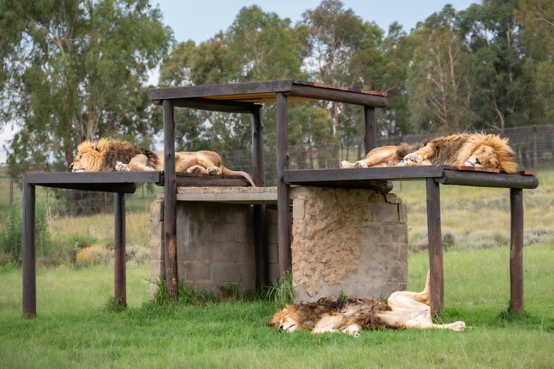 Brotherhood Over Bloodlines - The Untold Story of Male Lions