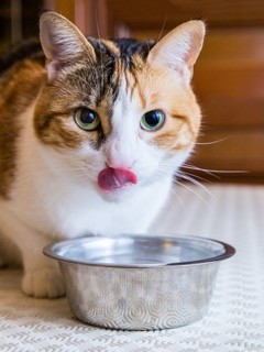 Tips for supporting your cat’s cattitude at mealtime