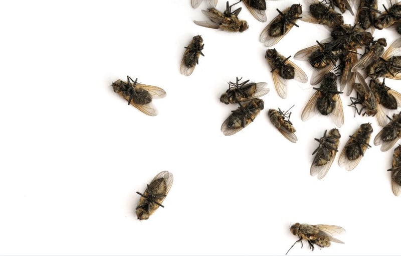 Eco-Friendly Fly Control - Safe and Sustainable Solutions from Eco-Smart Pest Control