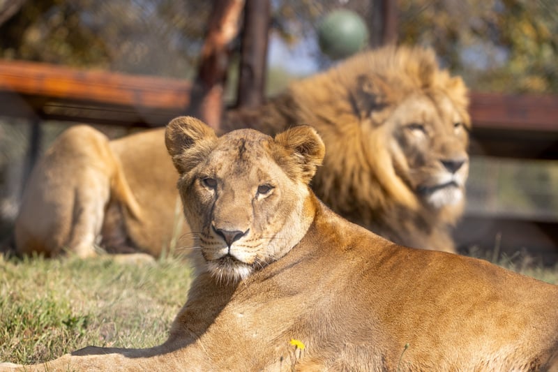 Honouring Vasylyna, Supporting Nikola - A Story of Love, Loss and Resilience