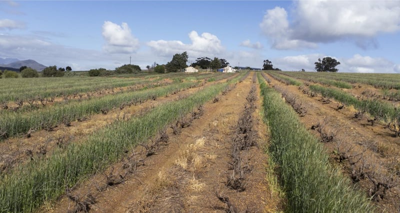 Dry Farmed Collective Debuts At ProWein To Promote Sustainable South African Viticulture