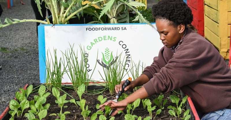 FoodForward SA Expands Food Gardens Connect Programme With Starbucks Foundation Support