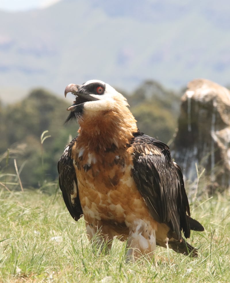 RMB UTD runners take to the trails to help elevate the Bearded Vulture from conservation crisis to soaring success story