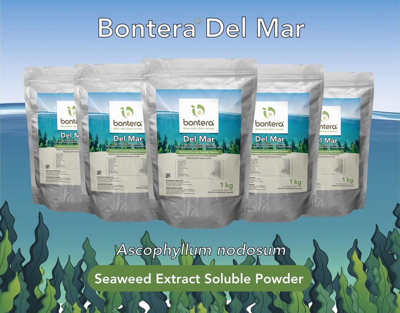 INTRODUCING DEL MAR Redefining Growth with Water Soluble Seaweed Extract Powder for Healthier Crops