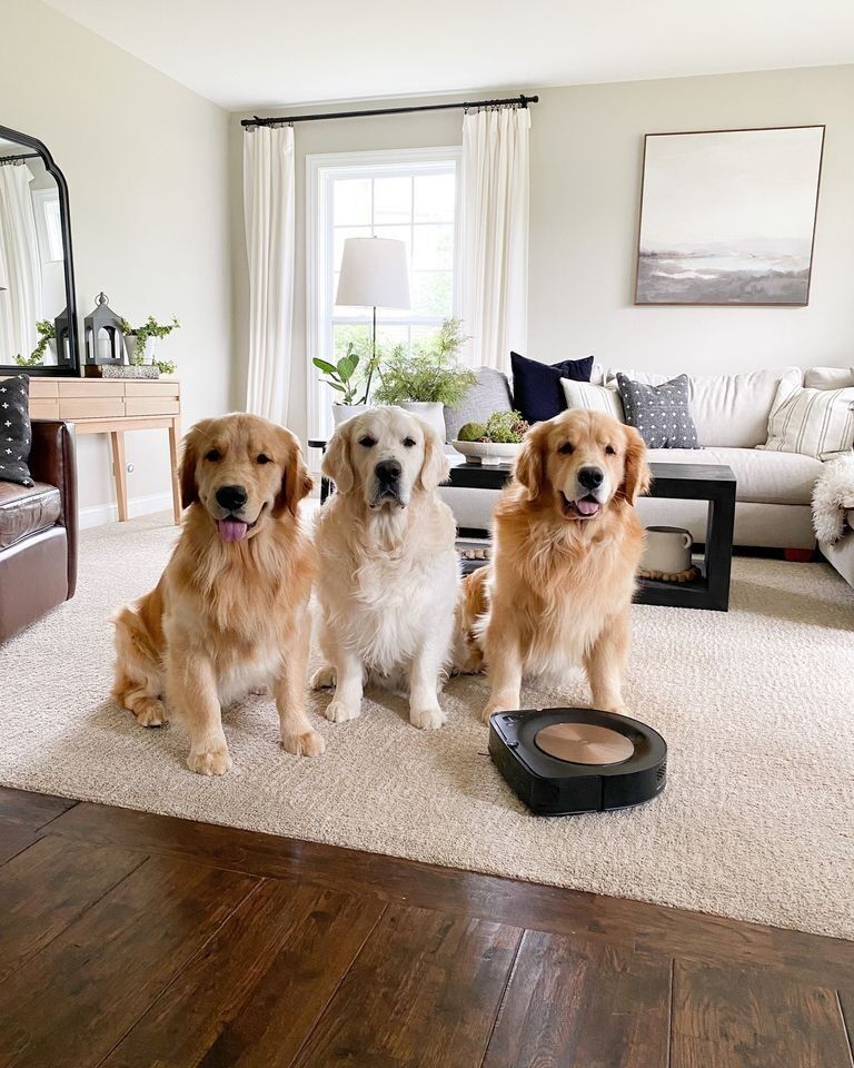 Don’t Lose it Over Pet Hair Loss