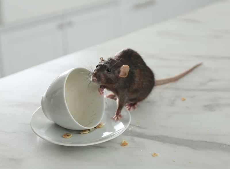 Eco Smart Pest Control Publishes Guide on Protecting Business Reputation Through Rodent Control in Johannesburg