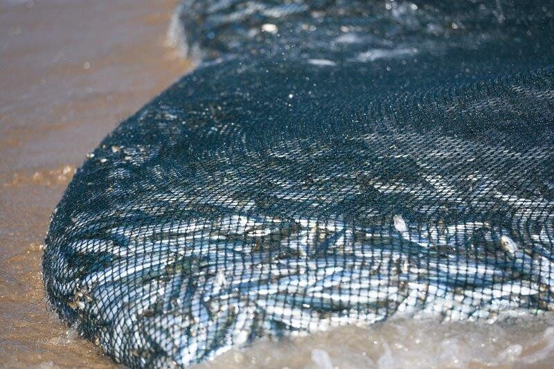 KZN South Coast Welcomes The Greatest Shoal On Earth As Sardine Run Reaches Port Edward And Beyond