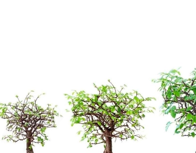 Evolution Of Rehabs - How Addiction Recovery Has Evolved Over Time