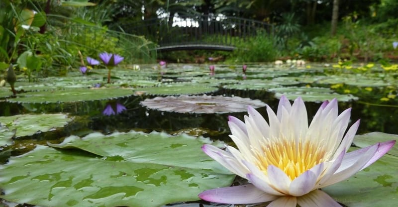 UP’s Iconic Lily Pond Inspired by Monet Conceals a Fascinating Botanical Garden Backstory