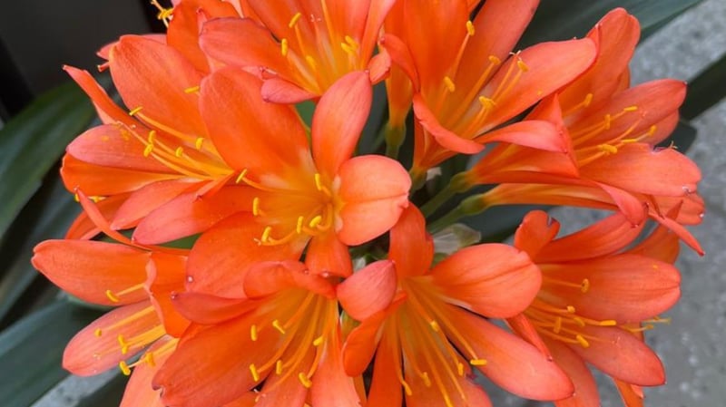Hyde Park Corner Showcases Rare Clivia Varieties In Partnership With Made To Bloom Exhibition