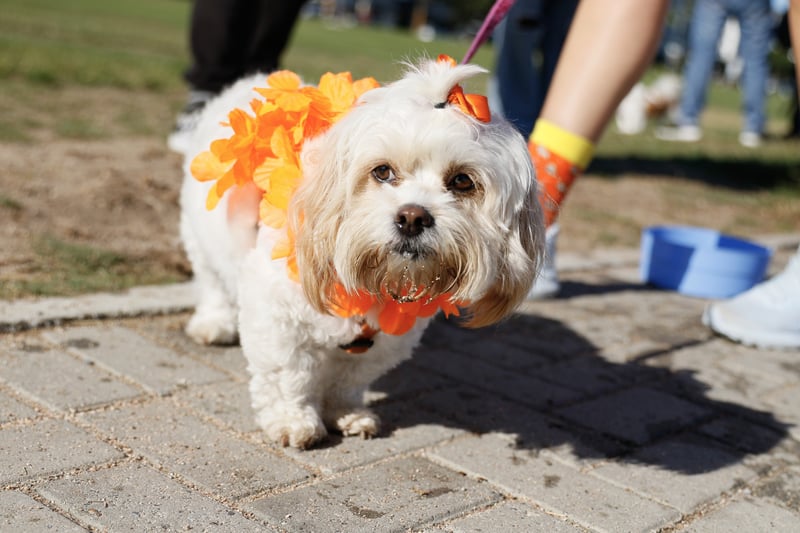 300 paws to walk the Sea Point promenade