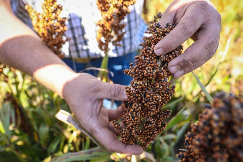 Back to the Future - Reviving Sorghum in South Africa