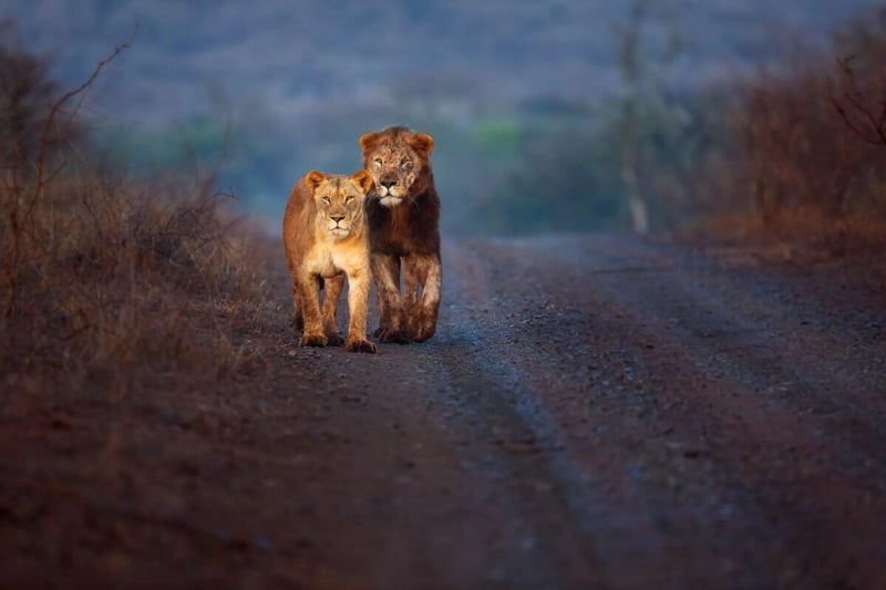 Martin Meyer Safaris Launches Its 2026 Safari Specials Collection, Affordable Safari Specials Across Southern Africa