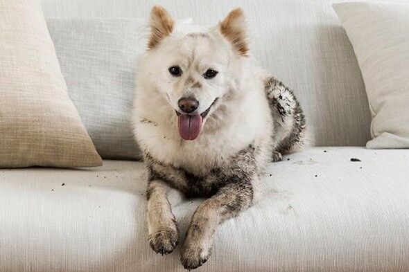 The Go-To Choice for Durable, Stain-Resistant Interior Spaces