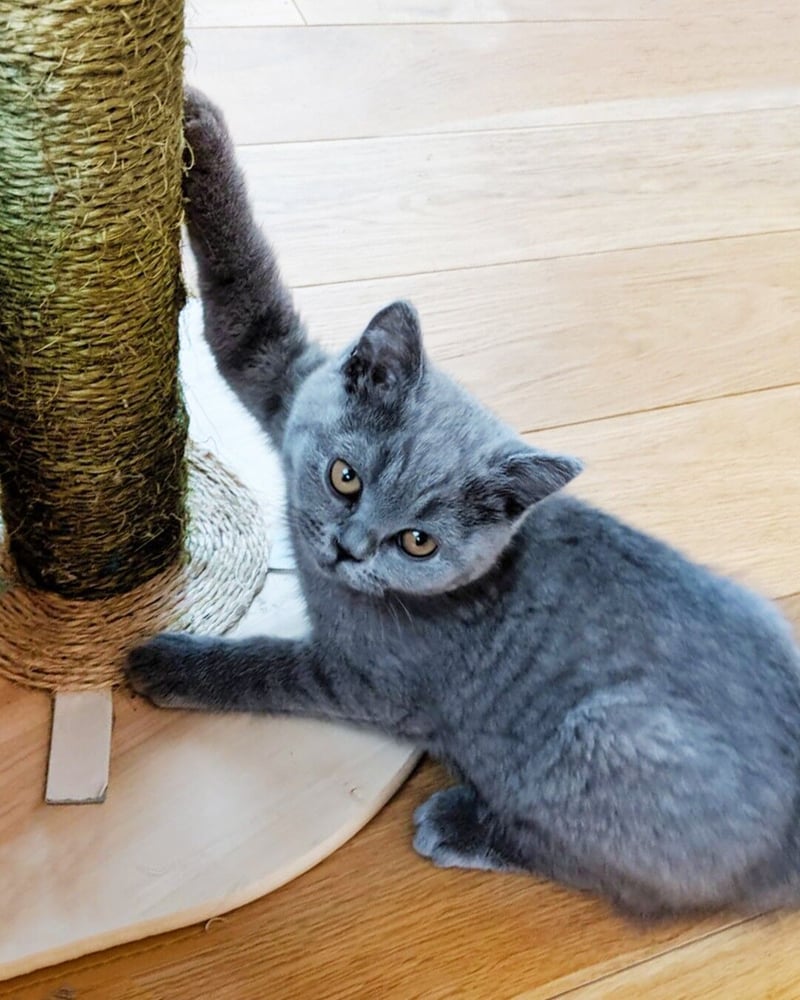 Mars Petcare launches Buy One, Feed One campaign to help ease feeding challenges for abandoned pets