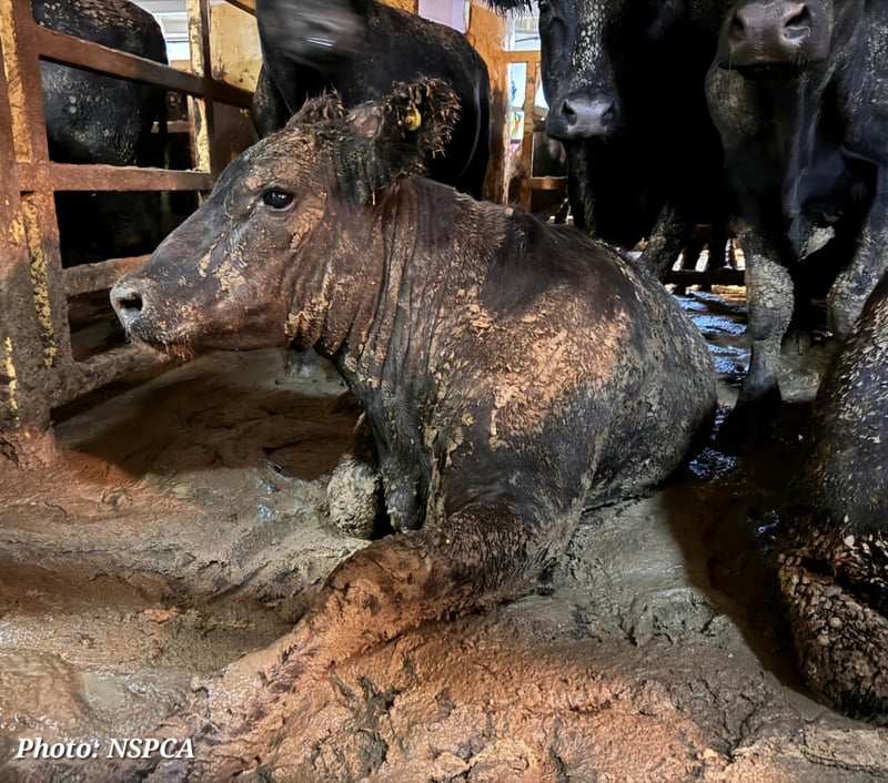 Parliamentary Portfolio Committee Meeting to persuade the Minister of Agriculture to stop the practice of exporting live animals by sea