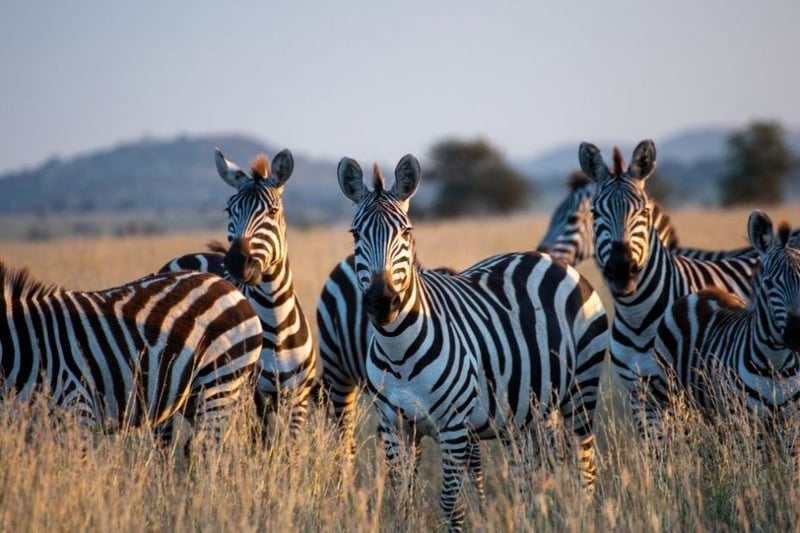 The Best Kosher Safari Vacations