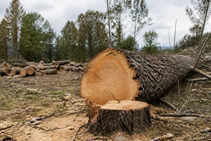 Strategic Urban Forestry - Best Tree Felling Releases Safety Protocol Guide for Boksburg Property Management