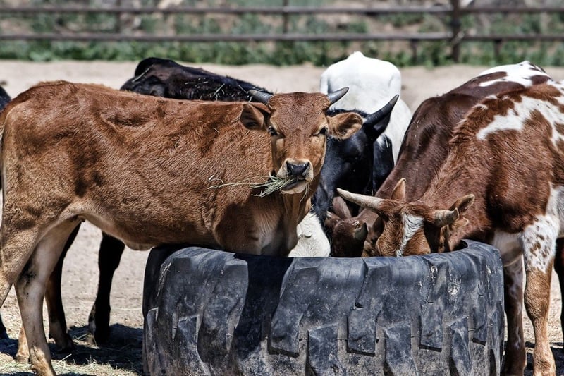 North West province vaccinates over 80% of 1.4 million herd as FMD cases reach 479 across four districts