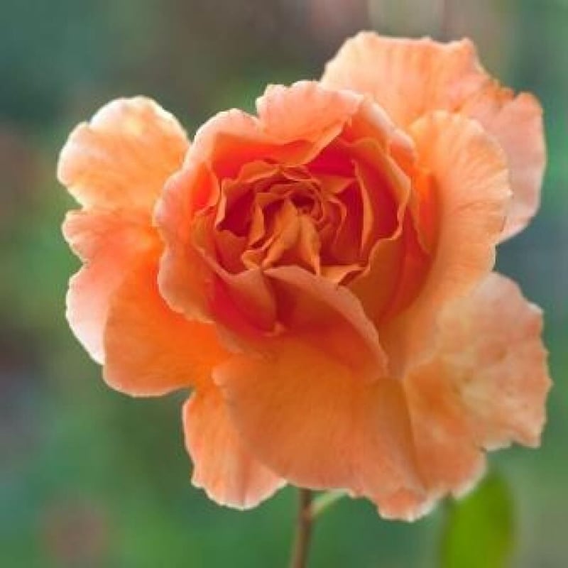 Time to smell the roses with GardenShop FloraFarm’s 2016 Rose Show